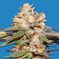 Big  Bomb  Auto  Bomb  Cannabis  Seeds 0