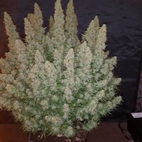 Big Yield Auto Feminised Cannabis Seeds