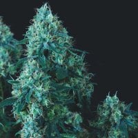 Black  Cherry  Punch  Regular  Cannabis  Seeds