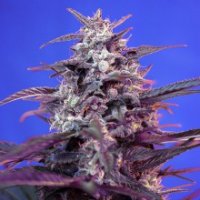 Bloody  Skunk  Auto  Feminised  Cannabis  Seeds