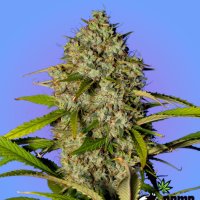 Blue  Dream  Bomb  Feminised  Cannabis  Seeds