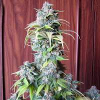 Blueberry  Feminised  Cannabis  Seeds