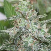 Brains Escape Feminised Seeds