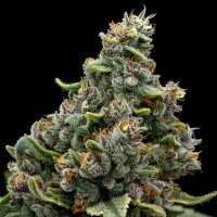 Calamansi  Crystal  Candy  Feminised  Cannabis  Seeds