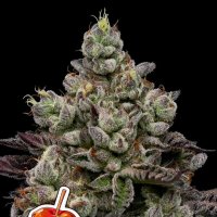 Caramel  Apple  Drip  Feminised  Cannabis  Seeds 5