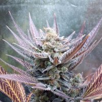 Cherry  Cookies  Feminised  Cannabis  Seeds