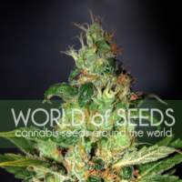 Chronic Haze Feminised Seeds