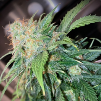 Clementine  Dream  Auto  Flowering  Cannabis  Seeds