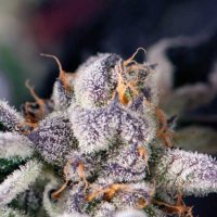 Cookies  U S A  Regular  Cannabis  Seeds
