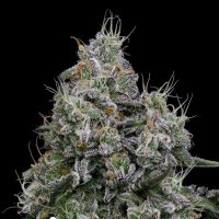 Core  Damage  Feminised  Cannabis  Seeds 5
