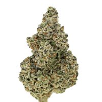 Crazy  Roses  F A S T  Feminised  Cannabis  Seeds