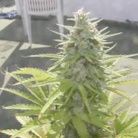 Crystal METH Feminised Seeds