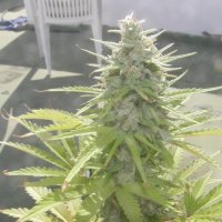 Crystal METH Feminised Seeds