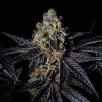Diamond  Dust  Feminised  Cannabis  Seeds 3