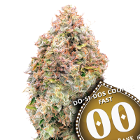 Do  Si  Dos  Cookies  F A S T  Feminised  Cannabis  Seeds