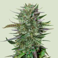 Do  Si  Dos  Feminised  Cannabis  Seeds