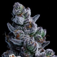 Dozy  Don  Feminised  Cannabis  Seeds