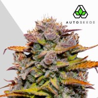 Fat  Bastard  Auto  Feminised  Cannabis  Seeds 3