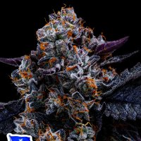 Free  Blueberry  Nation  Feminised  Cannabis  Seeds 5