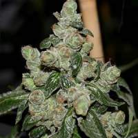 Full  Energy  Regular  Cannabis  Seeds