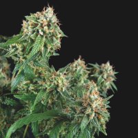 Galaxy  Regular  Cannabis  Seeds