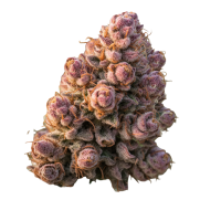 Gello  Z  Auto  Flowering  Cannabis  Seeds 5