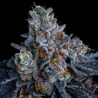 Giga  Brain  Auto  Flowering  Cannabis  Seeds