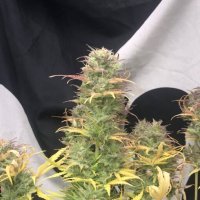 Girl  Scout  Kush  Auto  Flowering  Cannabis  Seeds