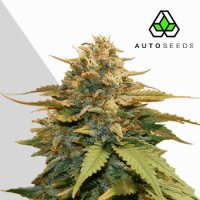 Gold  Leaf  Auto  Feminised  Cannabis  Seeds