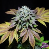 Gorilla  Cookies  Feminised  Cannabis  Seeds