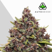 Gorilla  Punch  Auto  Feminised  Cannabis  Seeds