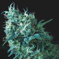 Gorilla  Regular  Cannabis  Seeds