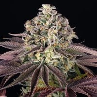 Grand Daddy Purple Feminised Cannabis Seeds