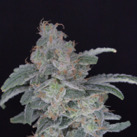 H B  Dunkun  039  Z  Feminised  Cannabis  Seeds