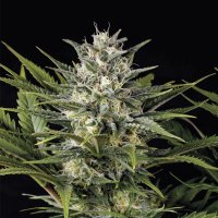 Pineapple Skunk Feminised Seeds