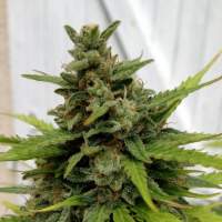 Heaven  Auto  Feminised  Cannabis  Seeds  Jpg