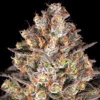 Hindu  Kush  Feminised  Cannabis  Seeds