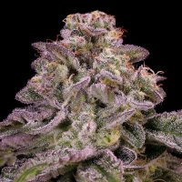 Hollywood  Rain  Auto  Flowering  Cannabis  Seeds