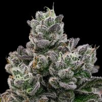 Hollywood  Rain  Feminised  Cannabis  Seeds