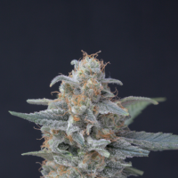 Honeyed  Cream  Dream  Feminised  Cannabis  Seeds 3