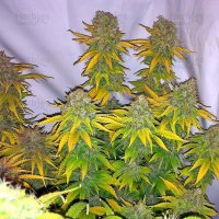 Ice Regular Seeds