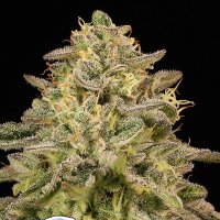 Iced  Lemon  Watermelon  Feminised  Cannabis  Seeds