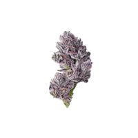 Iced  Sangria  T R I P L O I D  Feminised  Cannabis  Seeds