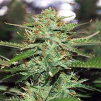 Jack 47  Auto  Feminised  Cannabis  Seeds
