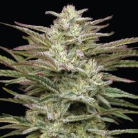 Jelly Donutz Auto Flowering Cannabis Seeds