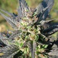 KC 39 Feminised Seeds