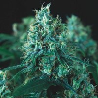 Kryptonite  F A S T  Feminised Cannabis  Seeds