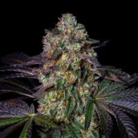 Kush  Mallow  Feminised  Cannabis  Seeds