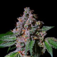 La  Macedonia  Feminised  Cannabis  Seeds