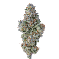 Lobster  Butter  Feminised  Cannabis  Seeds